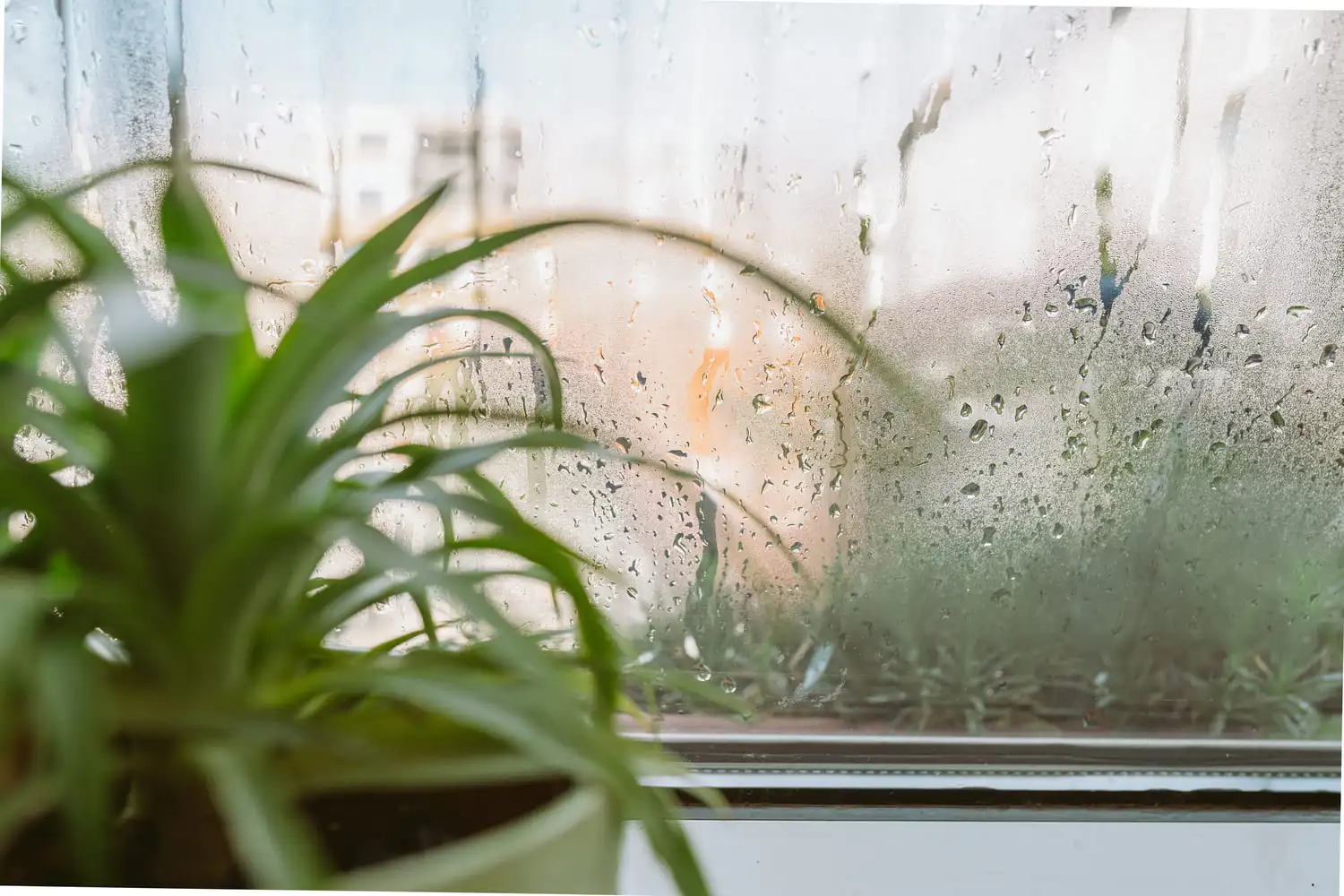 Pflanze vor einem beschlagenen Fenster